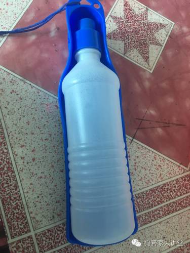 金毛从成年开始养,金毛养成