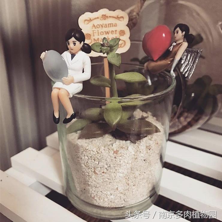 乐高积木成人款植物多肉,小玩具乐高