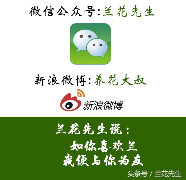 新手养兰的十大技巧,新手养兰的十大基础知识