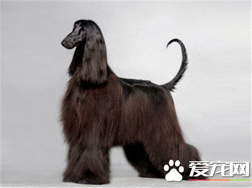 阿富汗猎犬的优点与缺点,阿富汗猎犬优点
