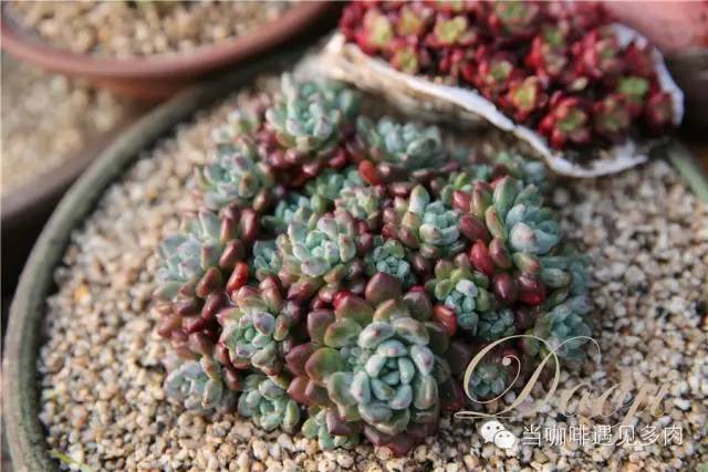 老桩大群多肉,大盆群生老桩图片大全