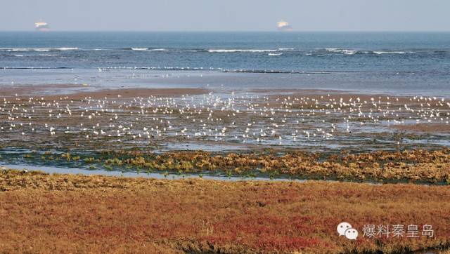 秦皇岛观鸟最有名的鸟,秦皇岛有哪些鸟