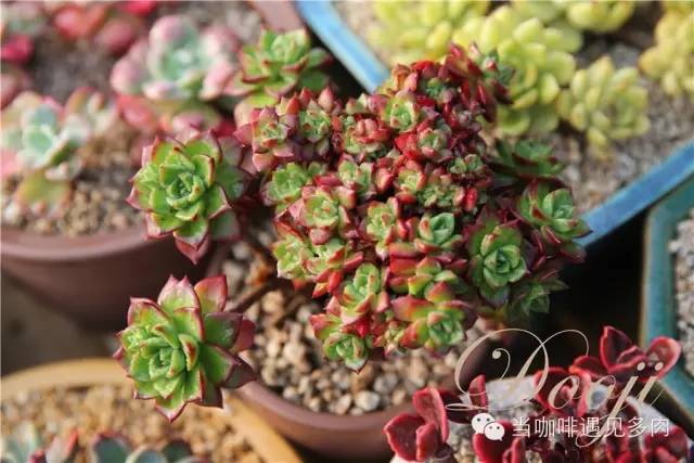 老桩大群多肉,大盆群生老桩图片大全