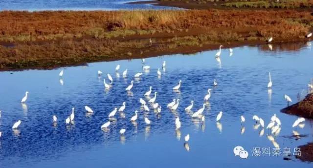 秦皇岛观鸟最有名的鸟,秦皇岛有哪些鸟