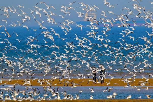 秦皇岛观鸟最有名的鸟,秦皇岛有哪些鸟