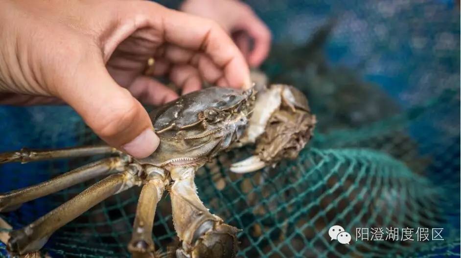 大闸蟹的保存方法要怎么弄,大闸蟹的几种保存方法珍藏