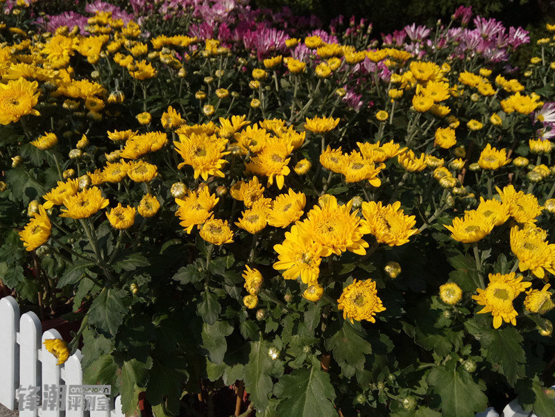 金立双镜头,金立四摄拍照