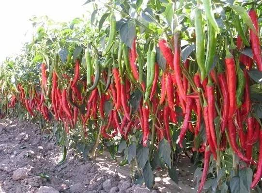 赣州美食不打烊,赣州美食推荐过年不打烊