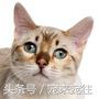 可爱的猫咪视频小奶猫,猫咪大全及名字