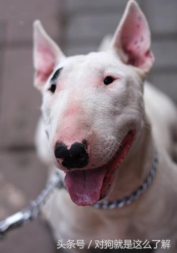 牛头梗养殖方法,牛头梗怎么养才能开花