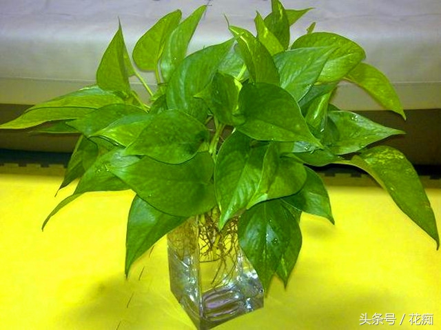 水培的绿萝如何正确转土培,绿萝水培转土培成功率最高的方法