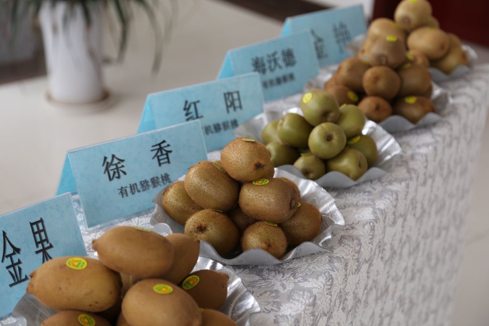 陕西眉县猕猴桃走向世界,陕西眉县猕猴桃与山东博山猕猴桃