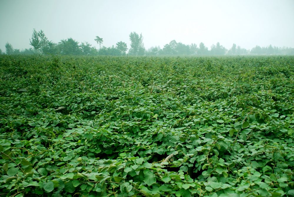 陕西眉县猕猴桃走向世界,陕西眉县猕猴桃与山东博山猕猴桃