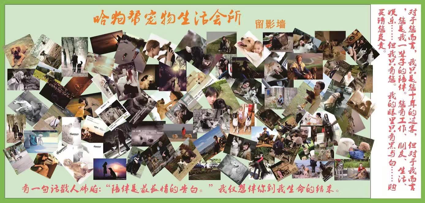 犬正常生理体征指标,犬血常规判断结果