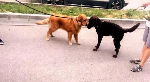 金毛有卷毛是什么原因,我家金毛为什么那么笨