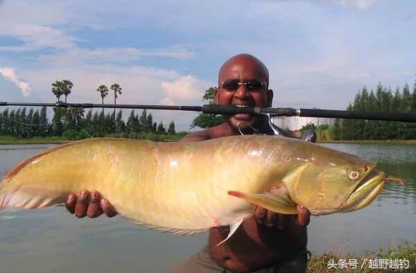亚马逊钓鱼钓到最大的鱼,亚马逊钓到1吨的鱼