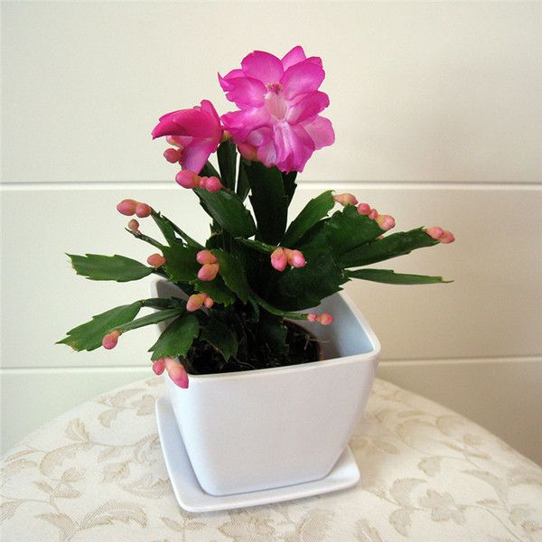 盆花叶子发黄怎么处理,养花叶子发黄处理方法