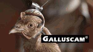 作为摄影师的“鸡”，你必须扛得起相机、拍得了防抖视频！