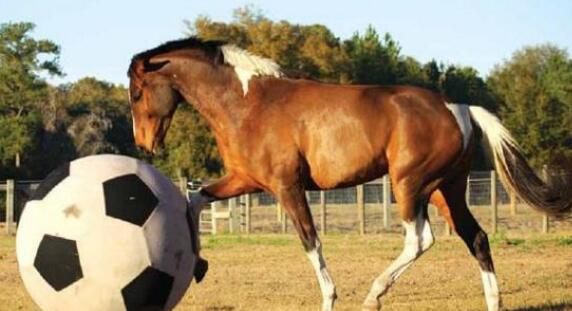 动物趣闻,动物趣闻100个