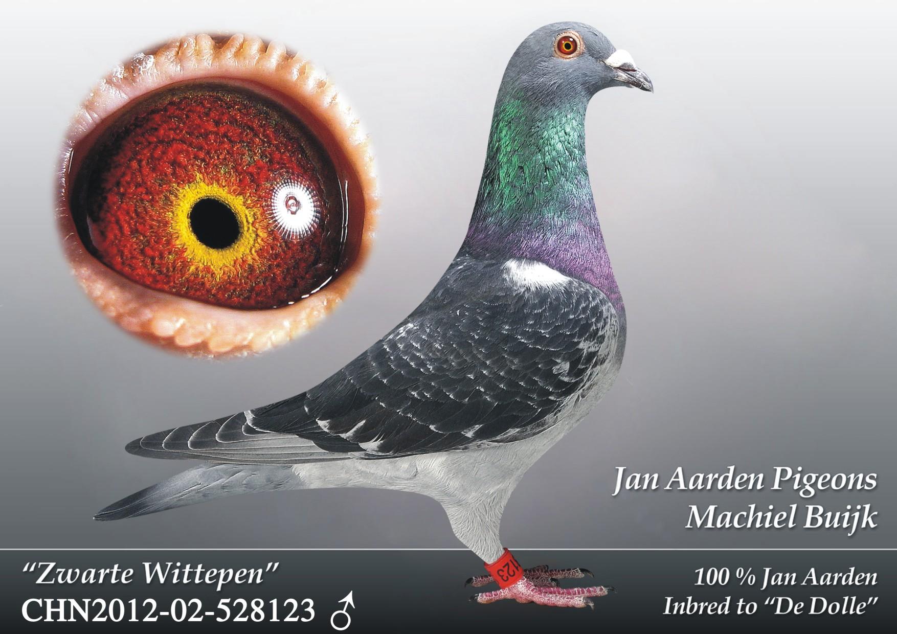 信鸽配对方法及意义,戈马力信鸽最佳配对