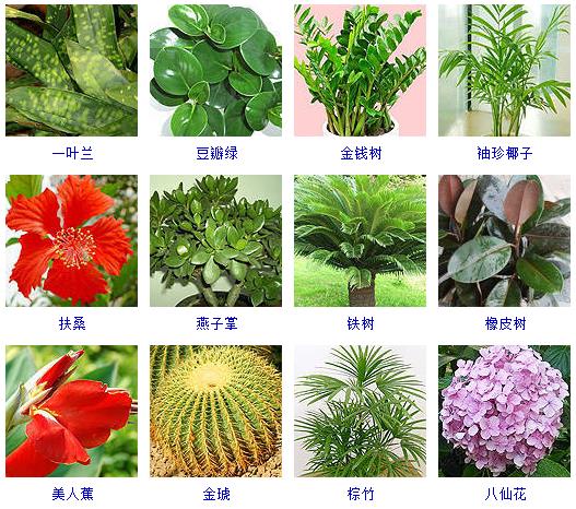 水养植物哪些最好养,水养小盆栽植物有哪些