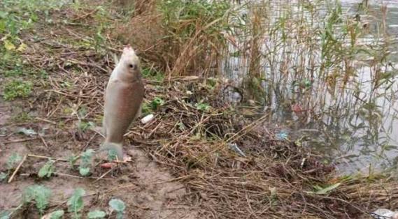 钓鱼人太牛！大风大雨中垂钓也能迎来鲤鲫大丰收