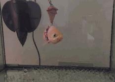 你这么牛,你怎么不来聚范开个直播?