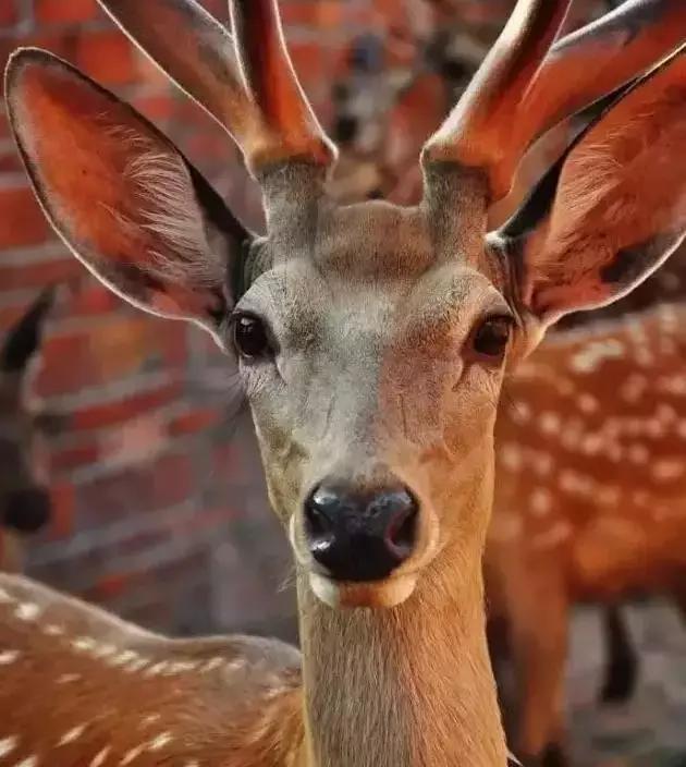 南京好玩的农家乐度假村排名,南京农家乐周末最值得一去的地方