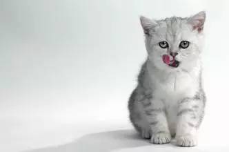 猫体内有寄生虫能驱虫吗,你知道猫的身上有多少种细菌吗