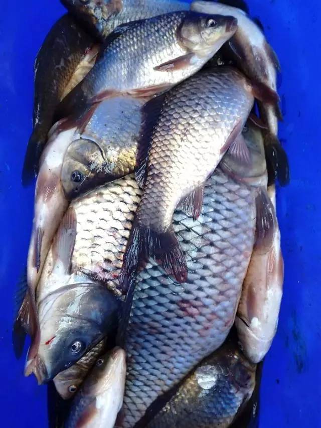 冰钓赛事,冰钓赛