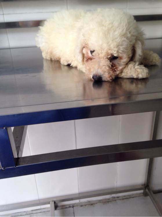 家里养的泰迪感冒了,才拿回家的泰迪会不会得细小犬瘟