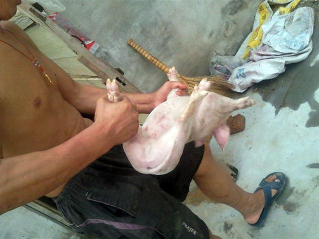 养猪场猪仔要阉吗,养猪场的猪要阉吗