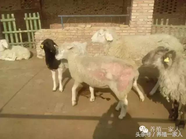 为什么羊群会出现羊欺负羊的现象,羊在放牧时总是啃土怎么回事