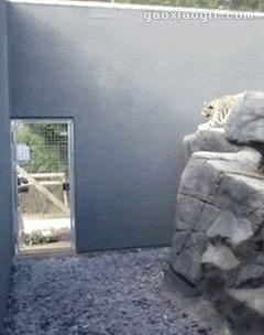 所有36种猫科动物排行,兴趣宝贝21期