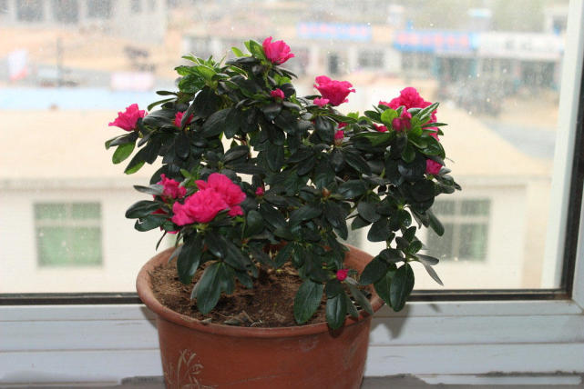 盆花叶子发黄怎么处理,养花叶子发黄处理方法