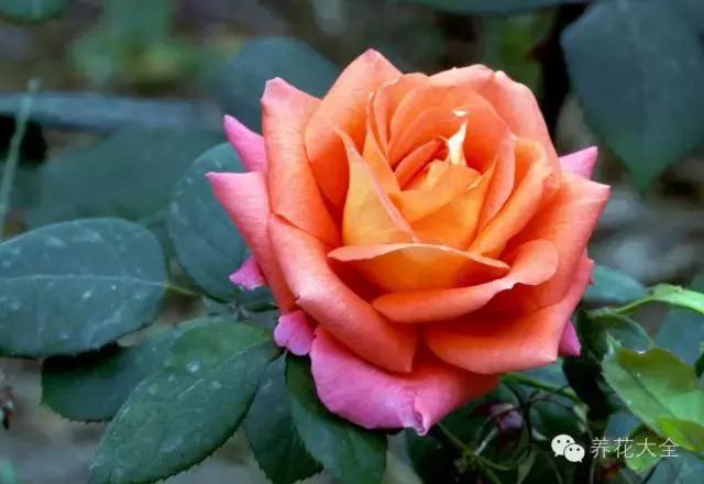 别人扔掉的针管，我拿来养花，特别好用