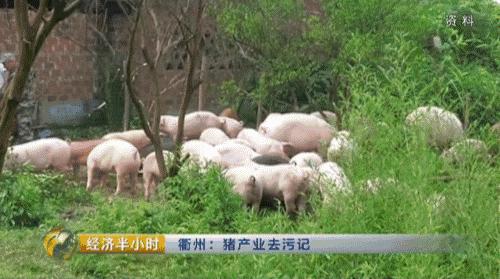 猪粪致富经,致富经养猪多赚一个亿