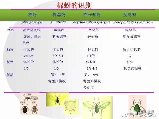 棉蚜治理,棉蚜严重怎么治