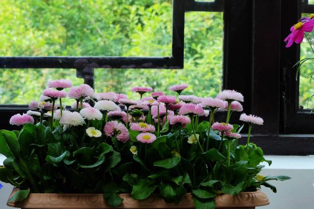 盆花叶子发黄怎么处理,养花叶子发黄处理方法