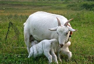 母羊产前瘫痪最佳防御方法,母羊产前产后瘫痪怎么治疗