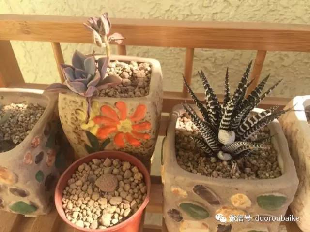 养肉肉的感悟,养多肉谨记好3招专治多肉难上色