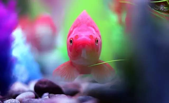 四年级作文我喜欢的小动物怎么写,五年级作文怎么写最喜欢的动物