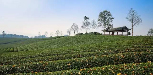 九峰万亩茶园,九峰森林动物园好不好玩