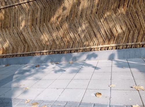 上海落叶不扫景观道,上海秋天不扫落叶的街道