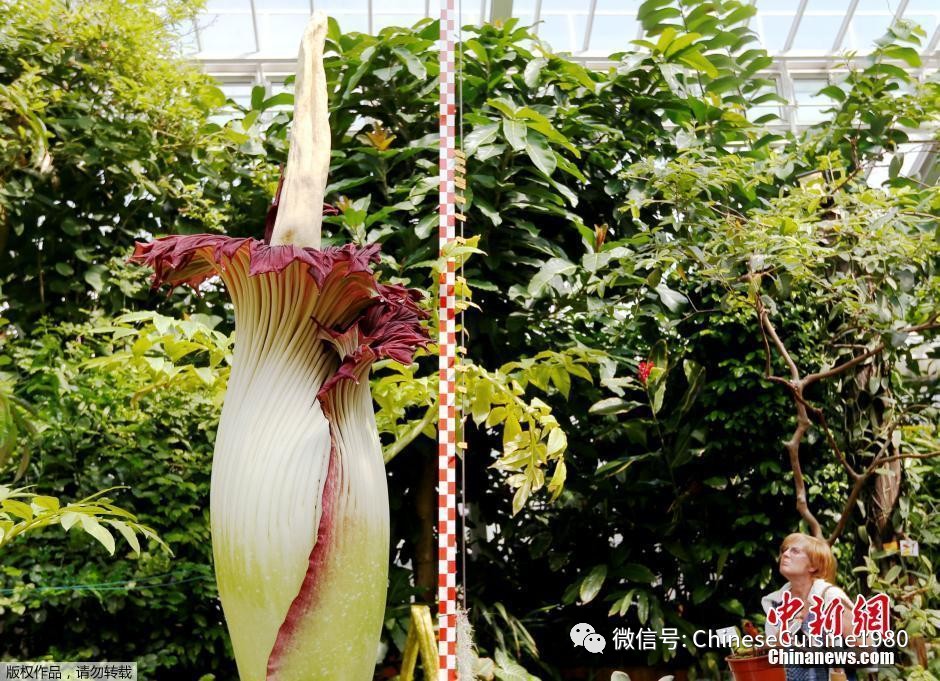 魔性的食物魔芋,魔芋的魔性食材