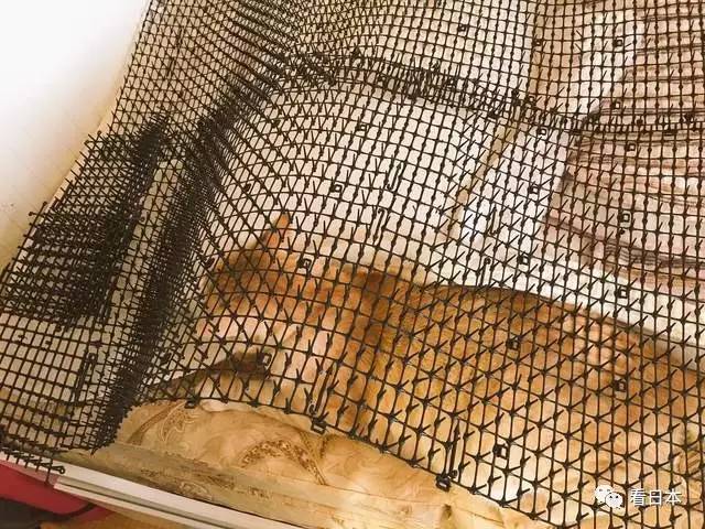 日本人发明的捕鼠神器,日本人发明装置
