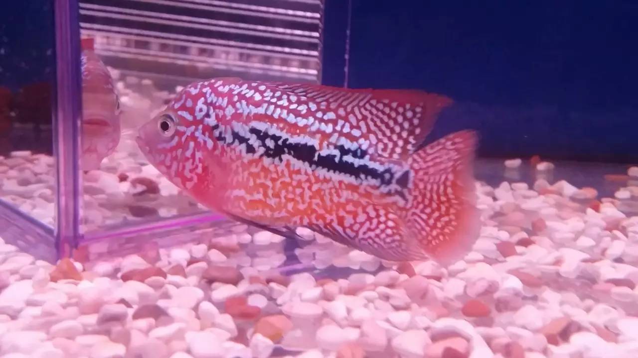 水质管理技巧视频,水质管理的基本方法