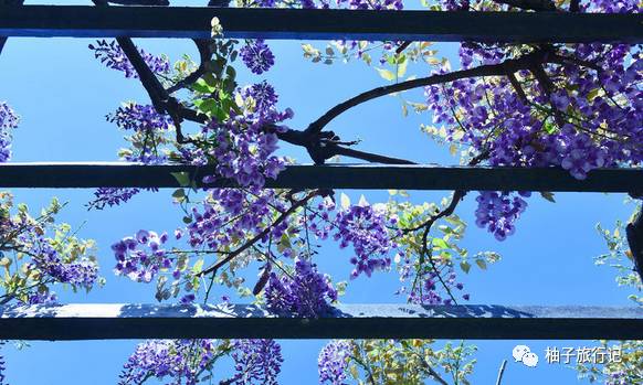 樱花旅行记全集视频,日本樱花7日游攻略大全