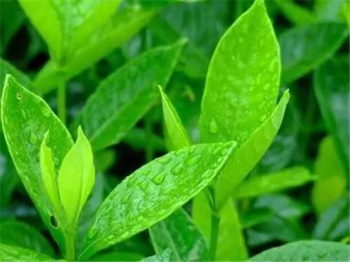 大辽人民竟然吃黄鼠狼，我真的醉了