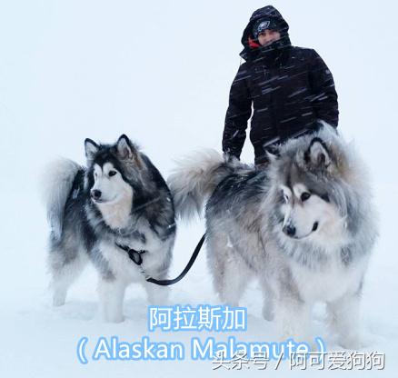 超级好看的大耳狗,短尾立耳狗